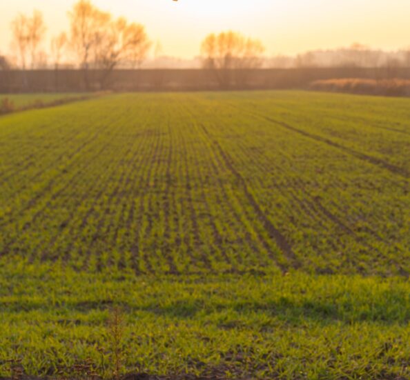 scenic-view-field-against-sky-sunset-min